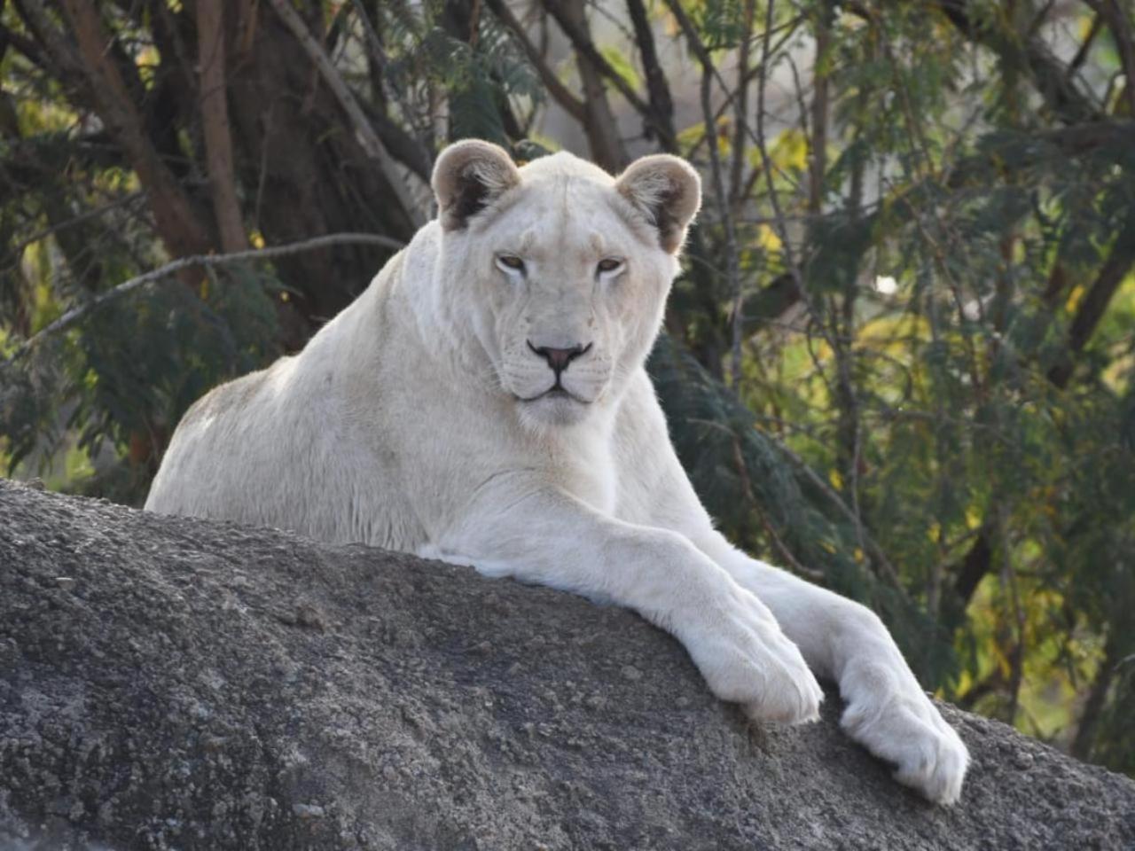 Lions View Accommodation Mbombela Exterior foto